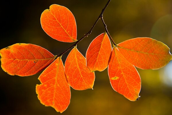 Hoja de otoño colgando de un árbol
