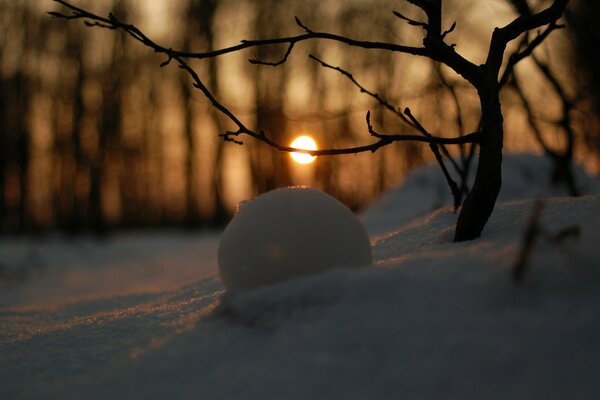 Bosque de invierno en la nieve durante el atardecer