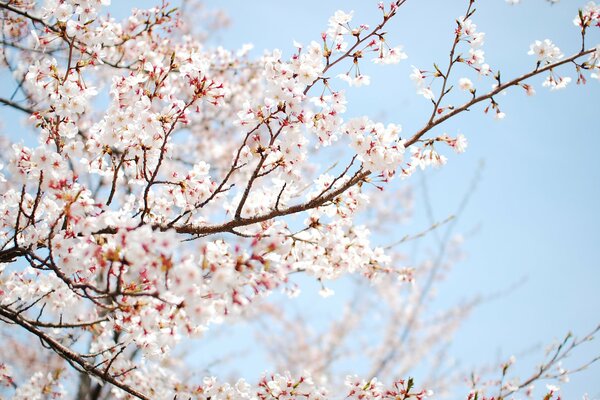 Ramas de flor de cerezo blanco