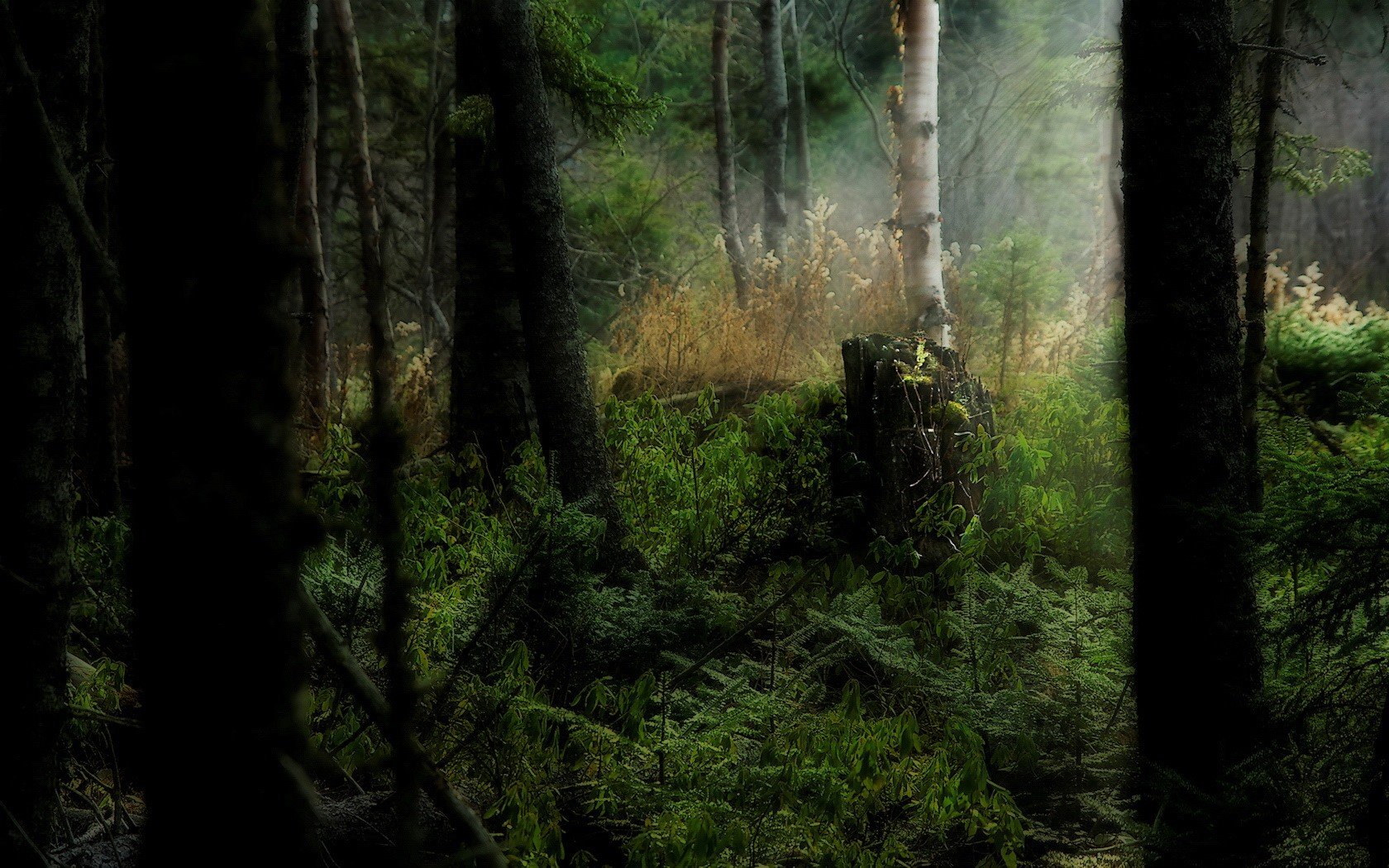 bosque hierba