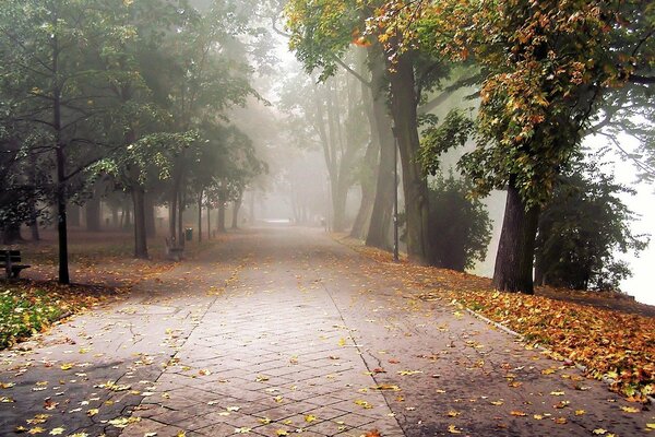 Niebla callejón árboles otoño
