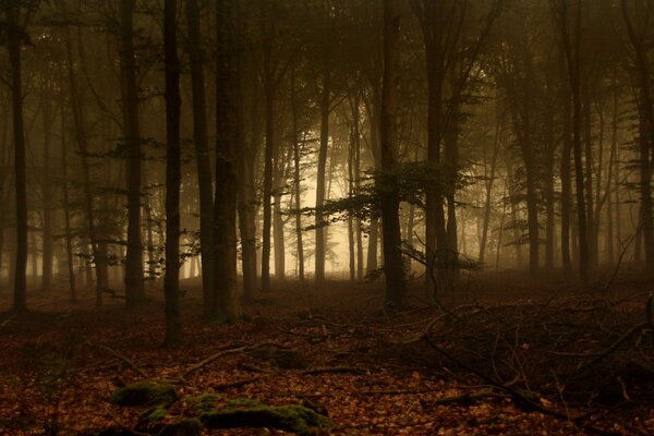 Bosque de niebla, hojas y musgo