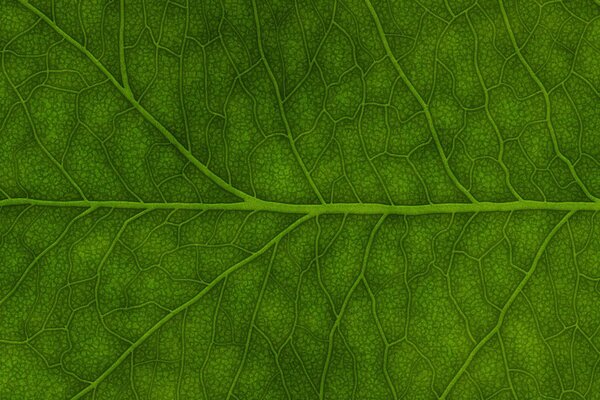 Fondo de hoja verde primer plano