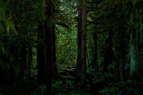 Los árboles en el bosque a menudo en el lado Norte están cubiertos de musgo