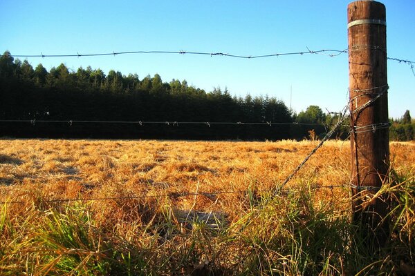 Cerca del bosque en el campo