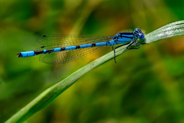 Libélula azul se agachó en una hoja de hierba