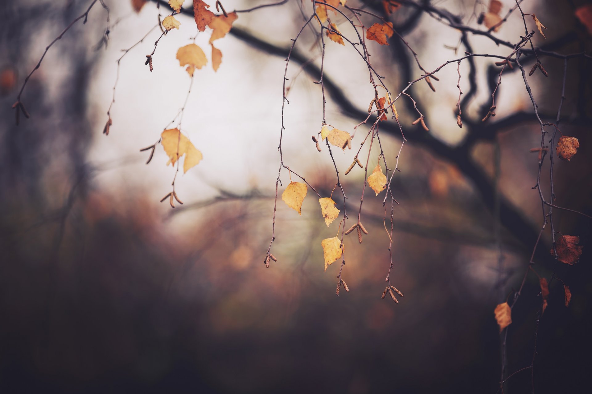 otoño noviembre árbol ramas follaje