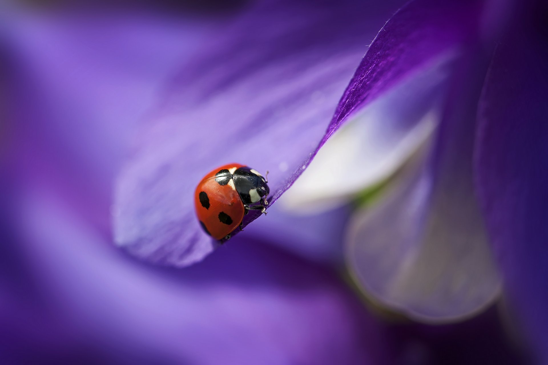 flor púrpura pétalos mariquita