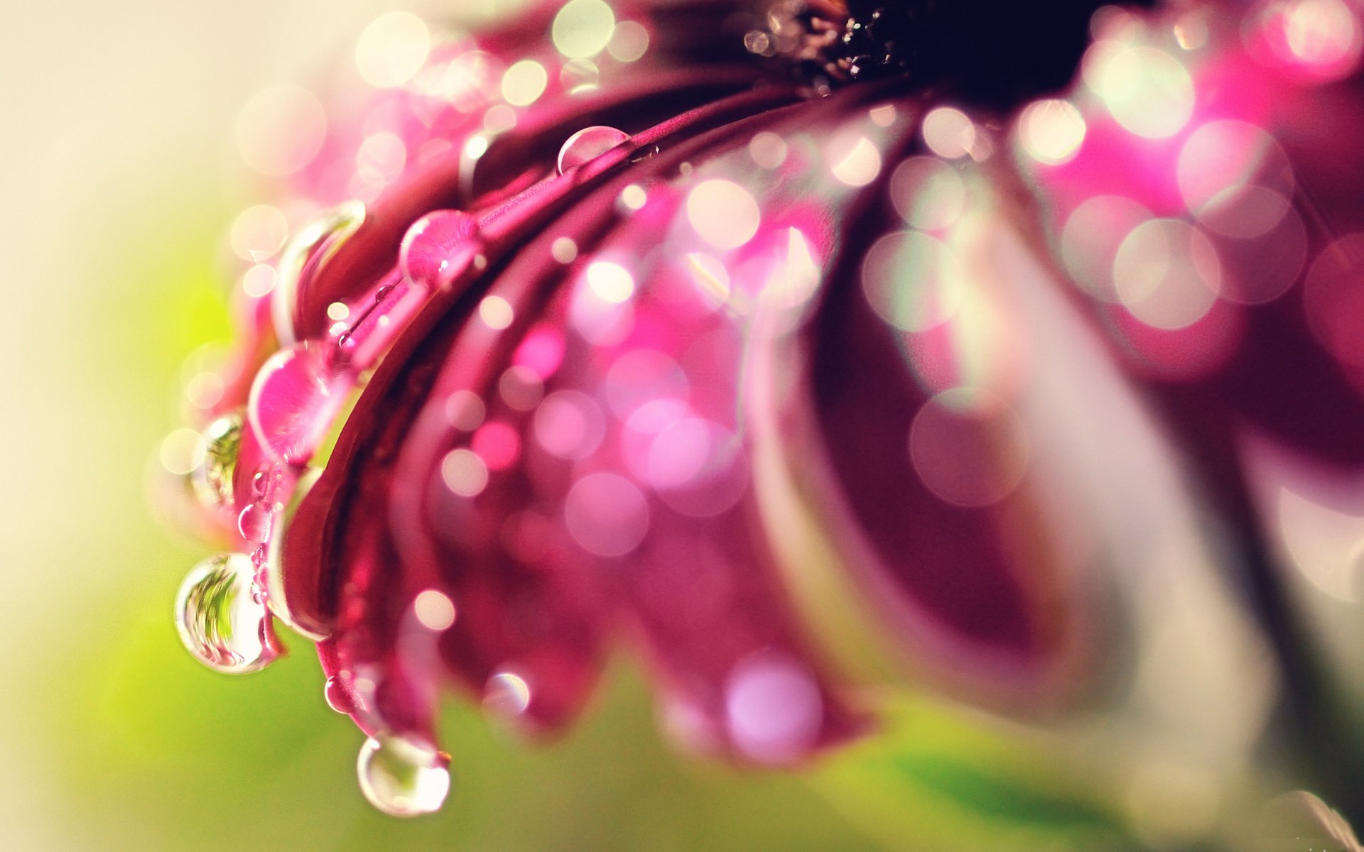 flor pétalos gotas agua rocío