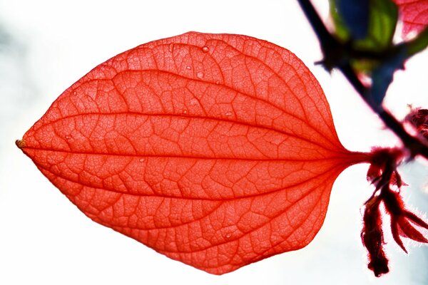 Hoja roja con vetas