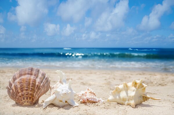 Conchas marinas en la playa de arena