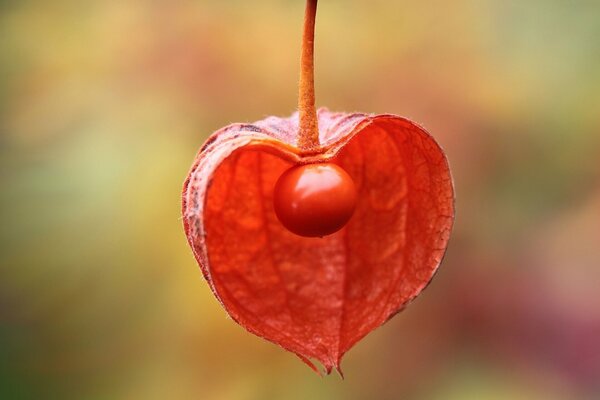 Physalis rojo en macro tiro