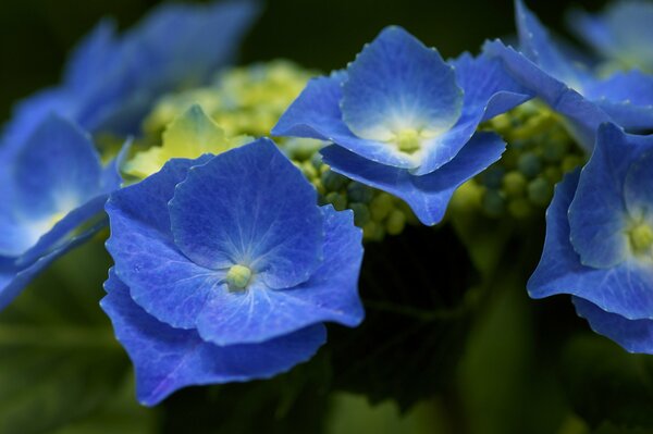 Inflorescencia de arbusto de Hortensia azul