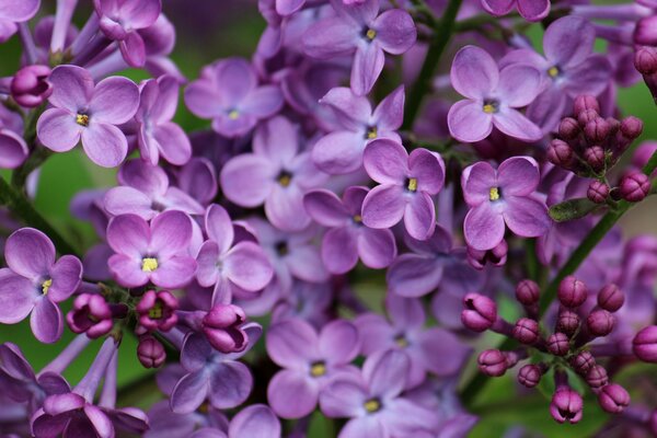 Flores de lila primer plano