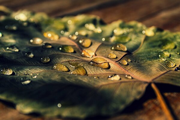 Recuerdo de la lluvia: en una hoja caída de agua. Macrofotografía