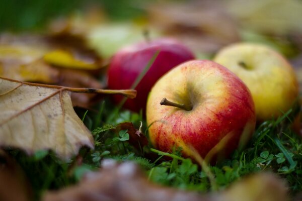 Manzanas maduras en hojas de otoño en la hierba