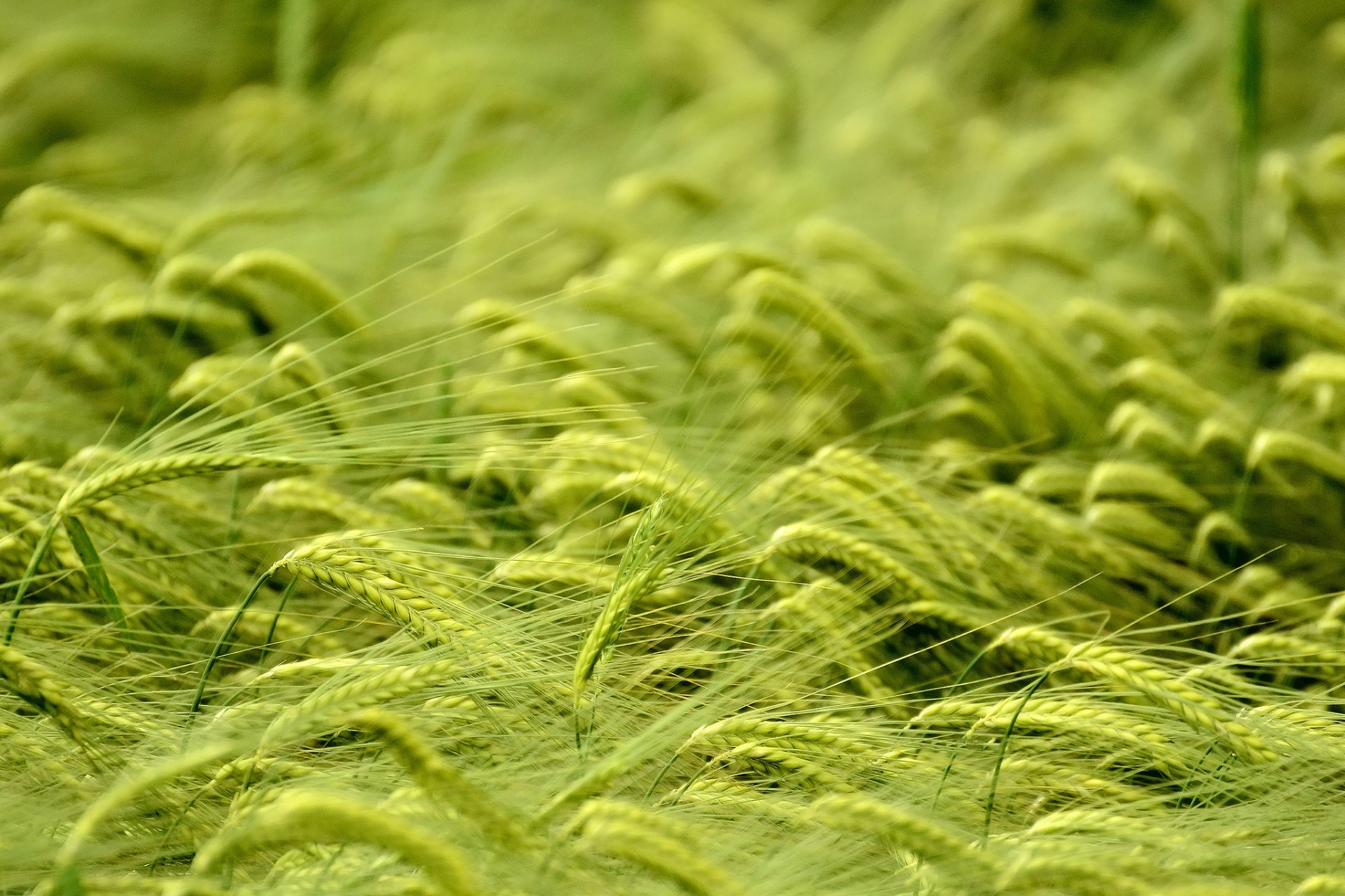 macro campo trigo espiguillas