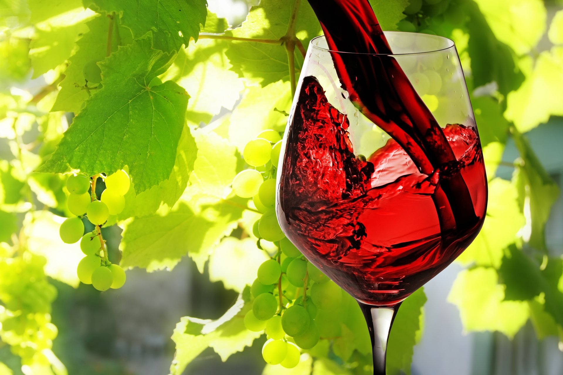 vino rojo vertido copa de vino hojas uvas
