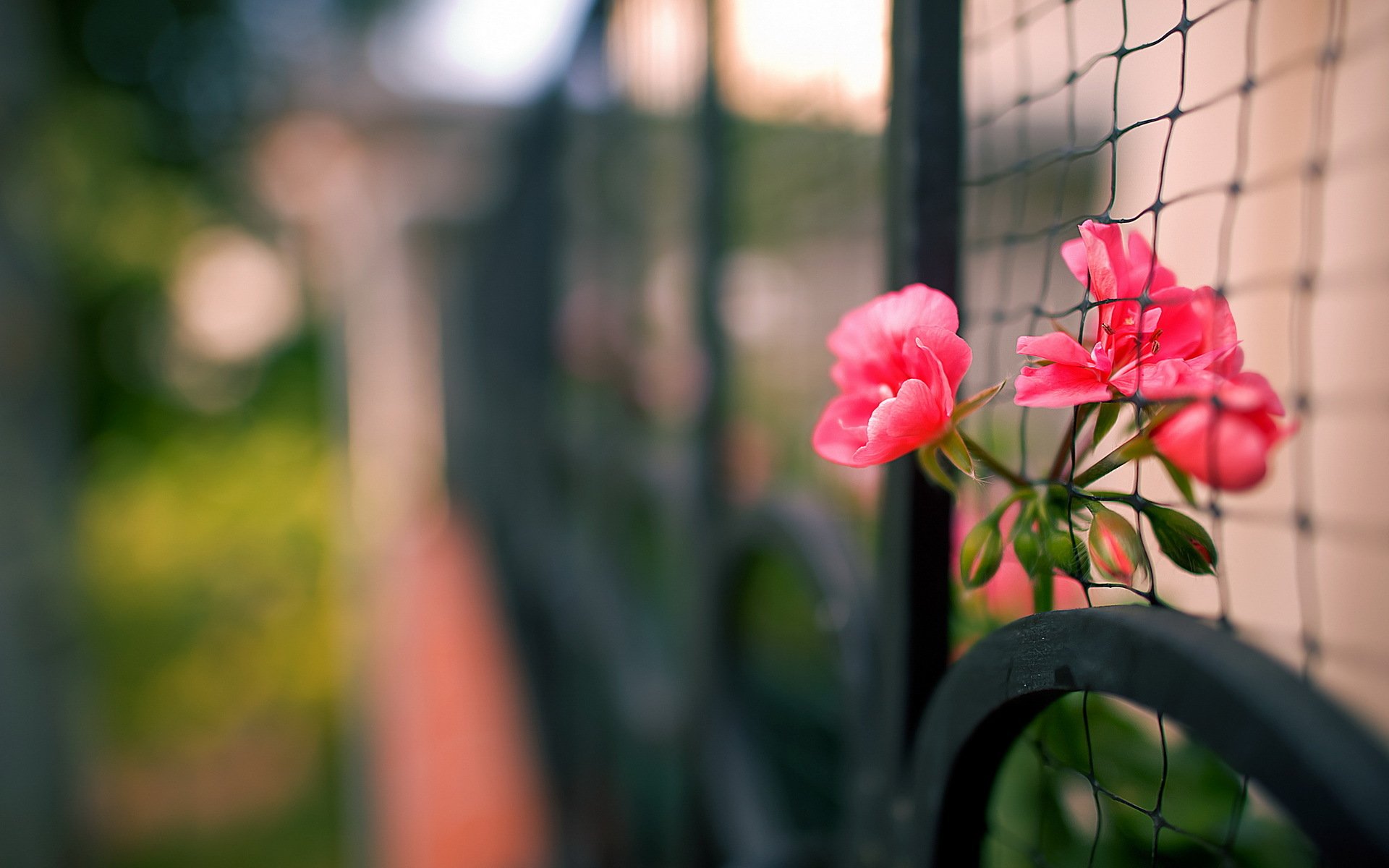 cerca flores macro