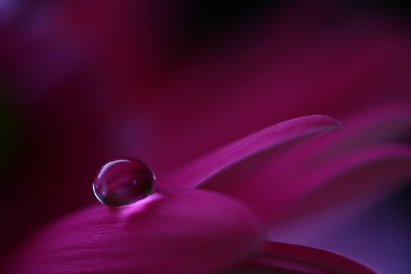 Macro foto gota en pétalos de color púrpura