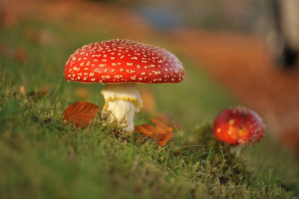 Hojas de otoño cerca de amanitas