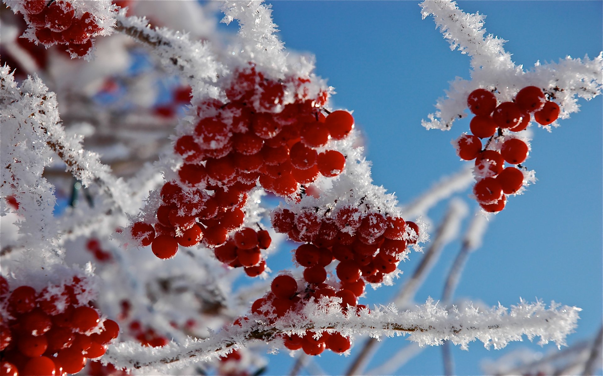 macro bayas ramas escarcha nieve