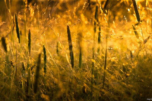 Hierba puesta de sol Solz naturaleza