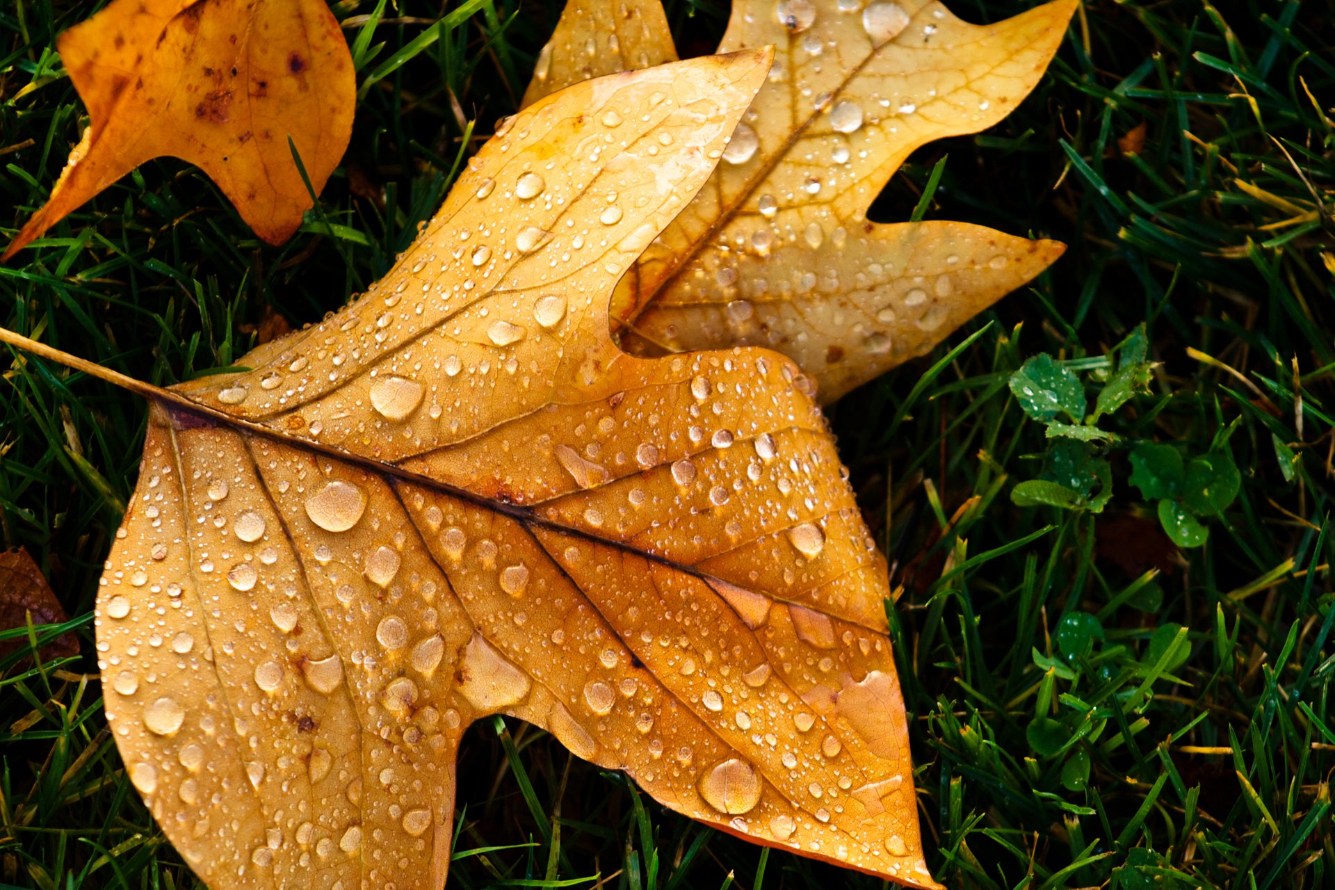 macro hoja gotas otoño