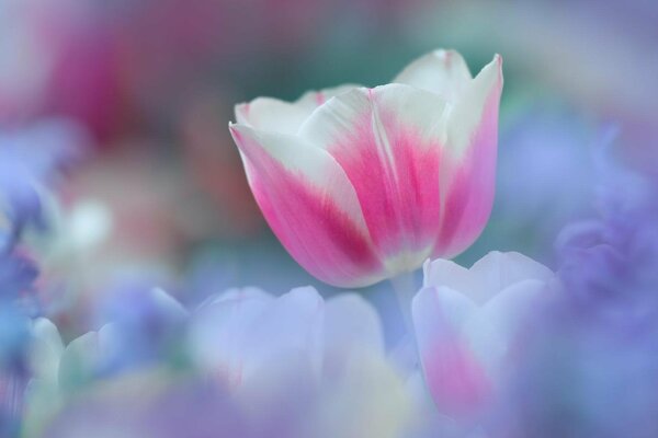 Delicado tulipán rosa en neblina púrpura