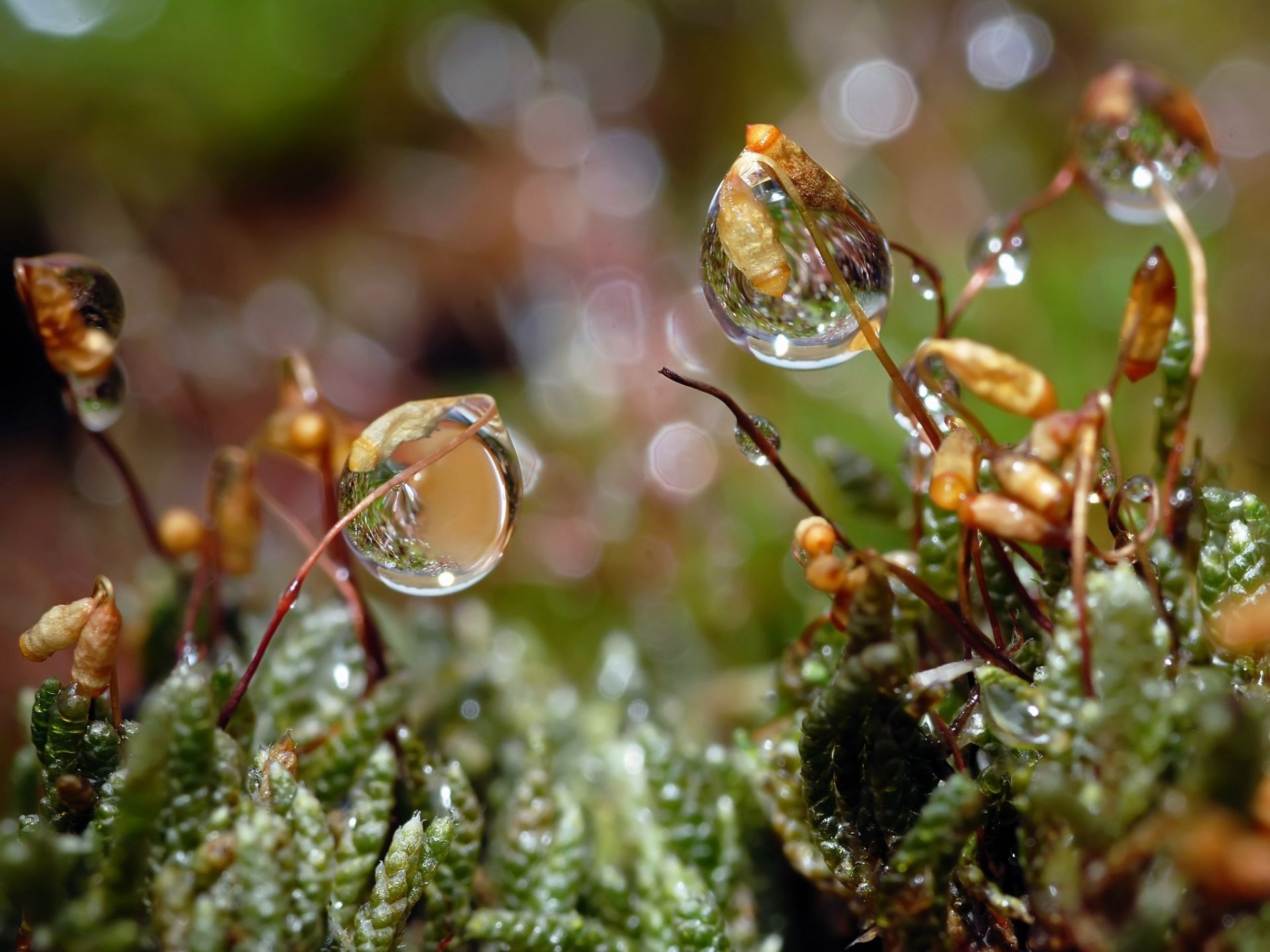 gotas hierba rocío