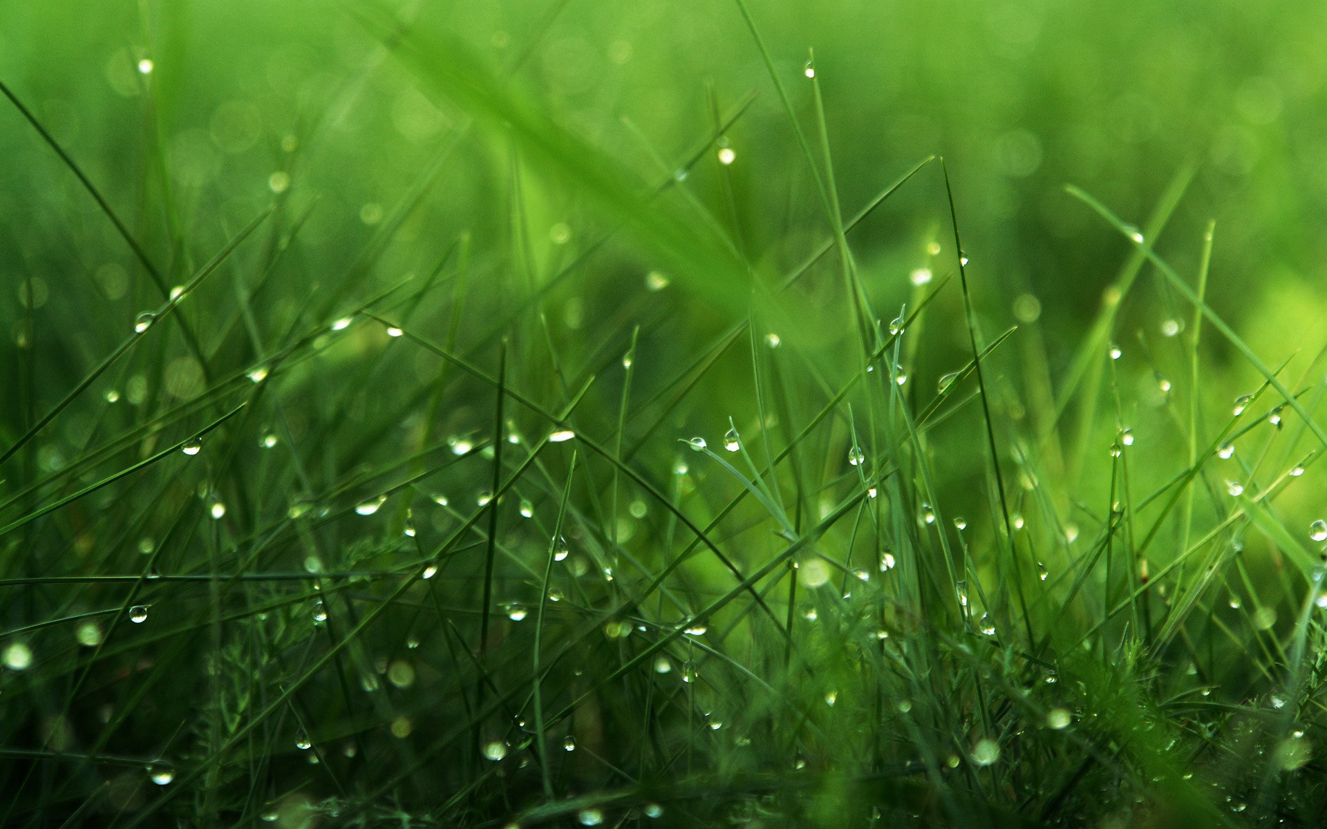 rocío verde hierba gotas