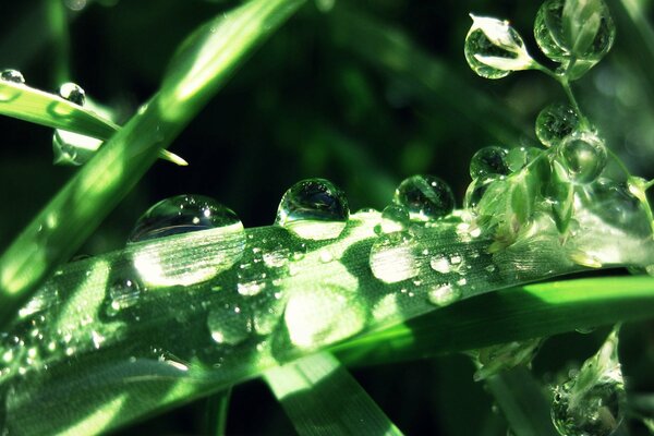 Enormes gotas en la hierba verde