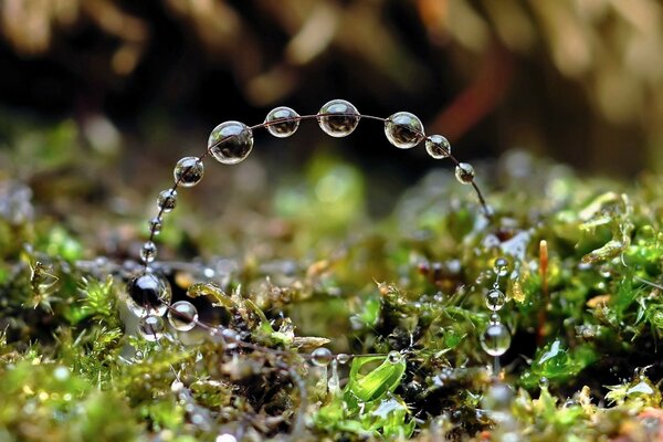 Una rama en el bosque con gotas de agua en ella