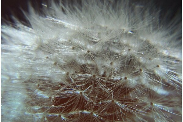 Flor. Pelusa de diente de León. Diente de León peludo blanco