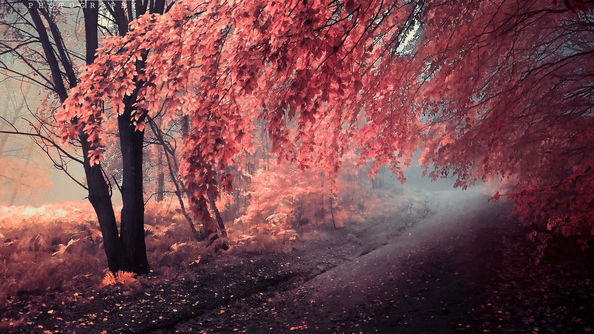 pintura otoño árboles camino