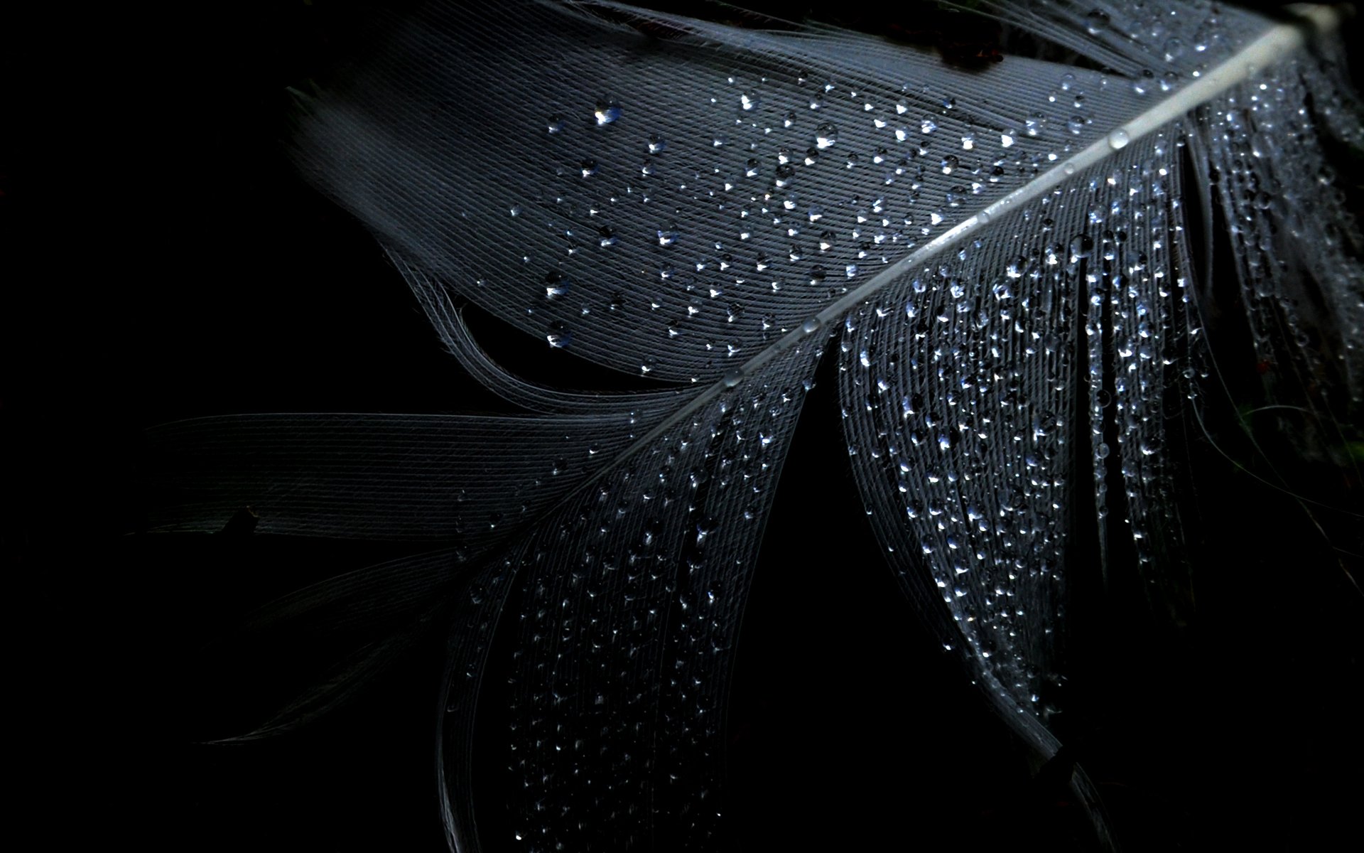 minimalismo pluma gotas fondo