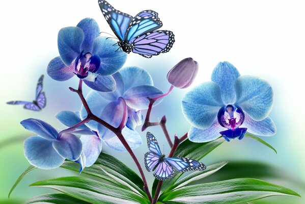 Pétalos de orquídeas azules con una mariposa revoloteando