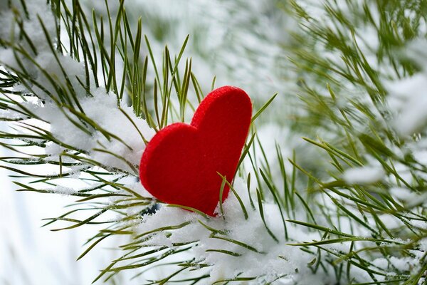 Corazón en una rama de abeto cubierto de nieve