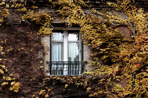 Ventana de hiedra de otoño en París