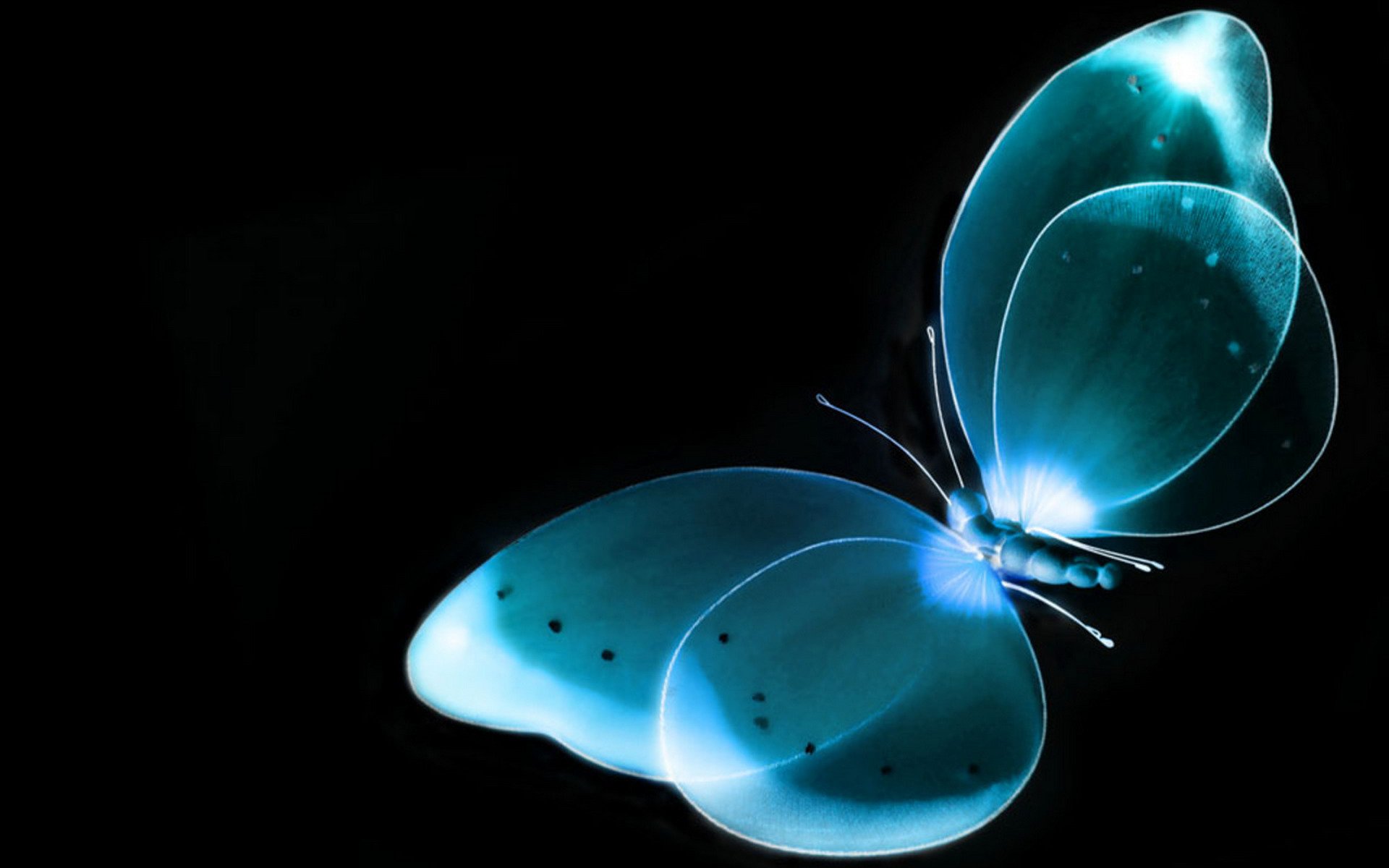 mariposa rayos x fondo negro