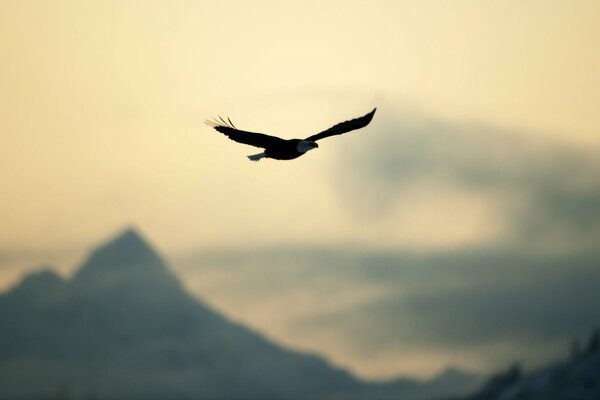 Águila extendiendo sus alas se cierne sobre las cimas de las montañas