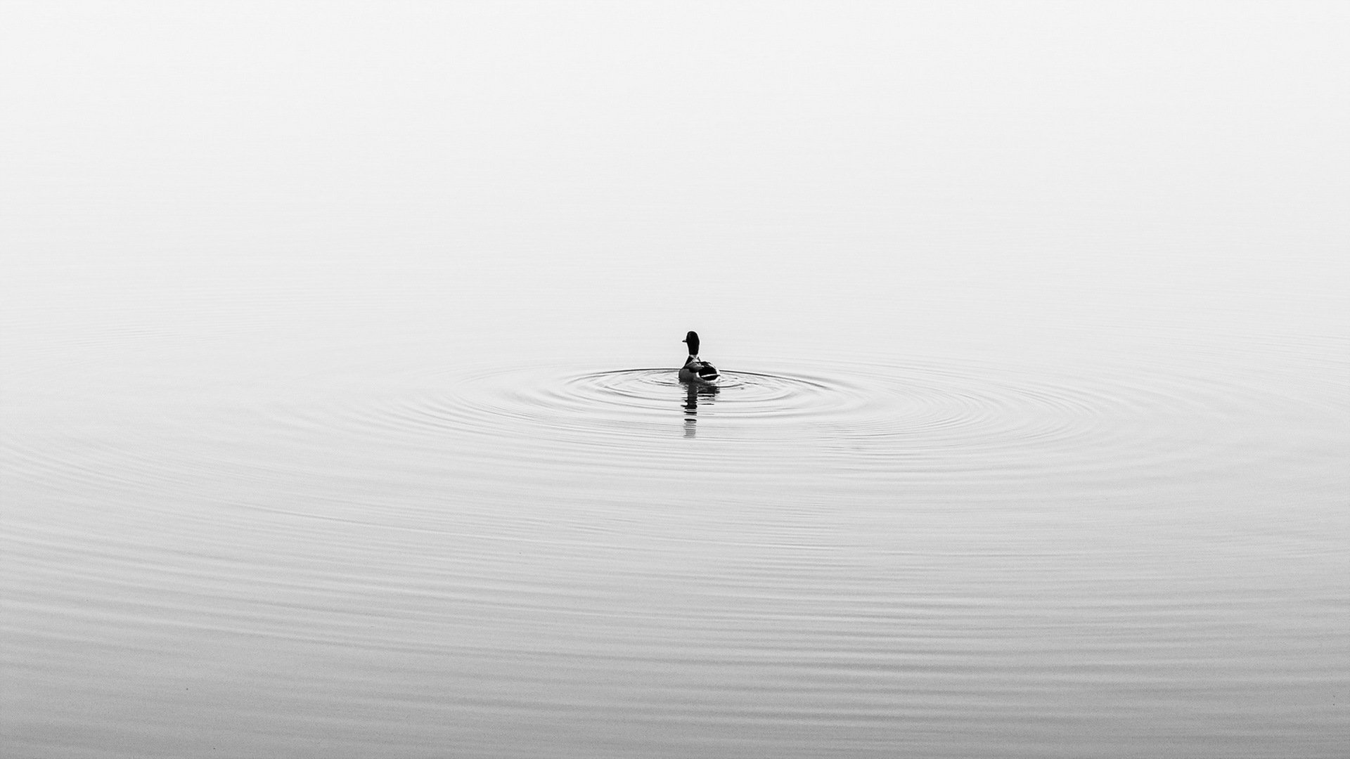 pato lago naturaleza