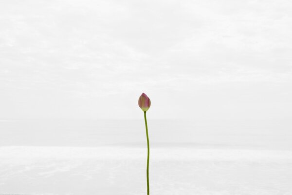 Brote no florecido en el fondo de la niebla