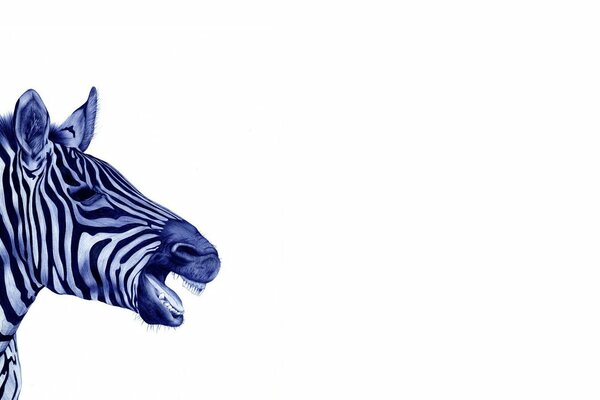 Hipo de cebra sobre fondo blanco