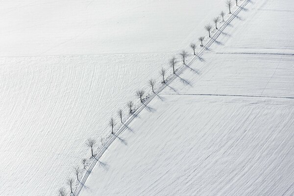 Foto minimalista de árboles a lo largo de la carretera en un campo de nieve. Vista superior