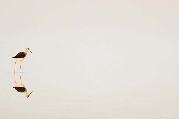 El minimalismo en la naturaleza es hermoso a su manera