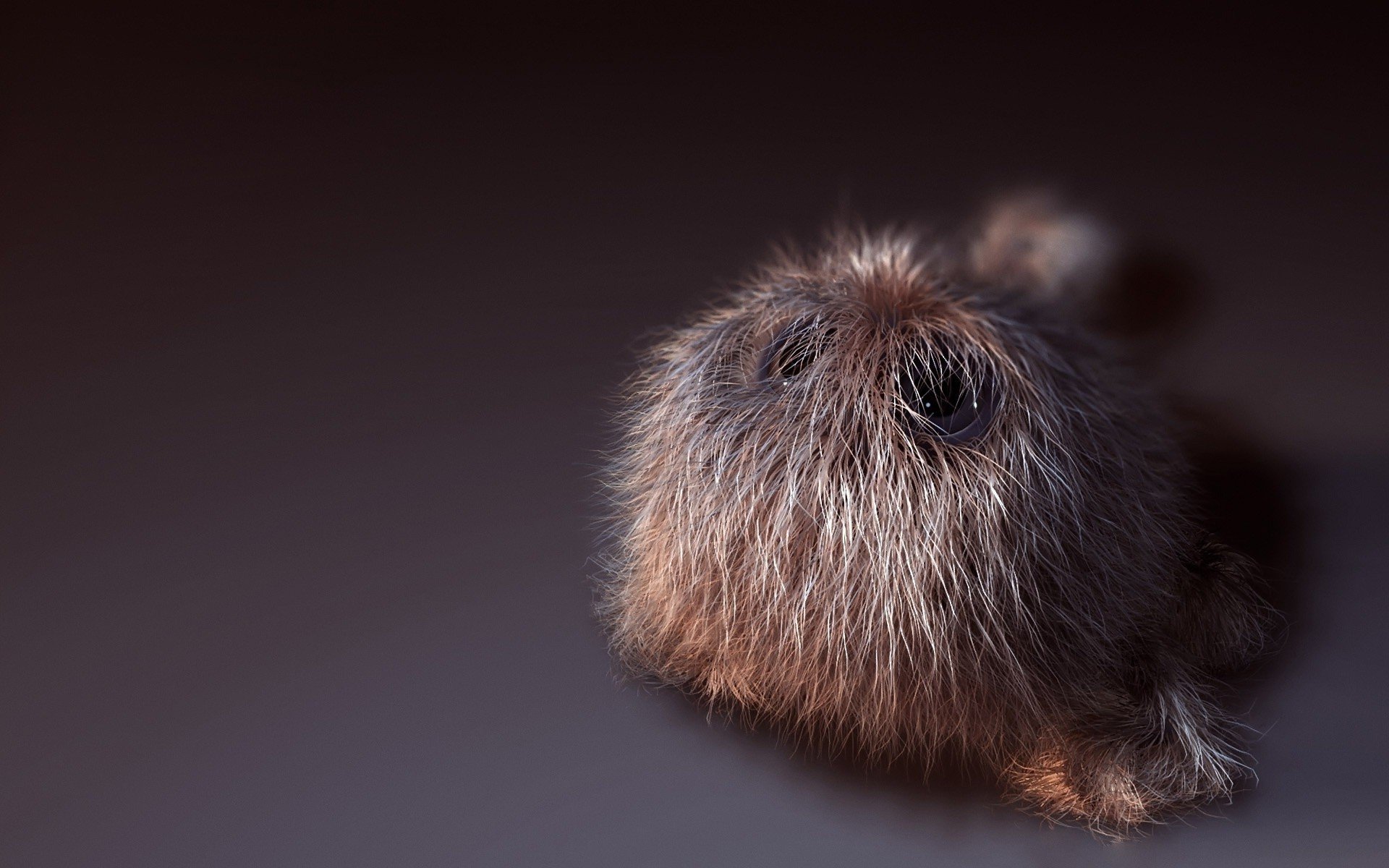 peludo peludo pequeño
