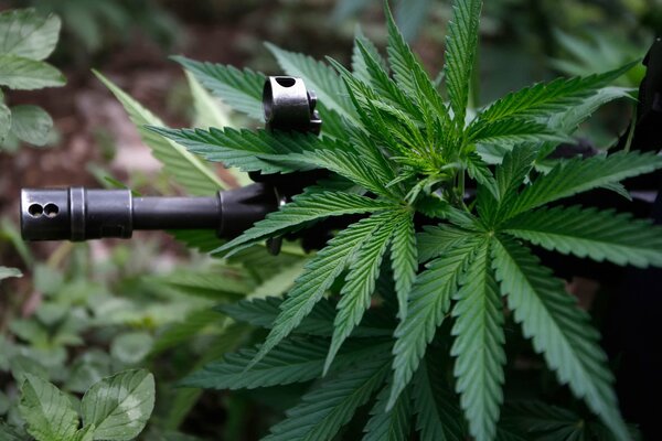 Una máquina que se asoma de un arbusto de cannabis