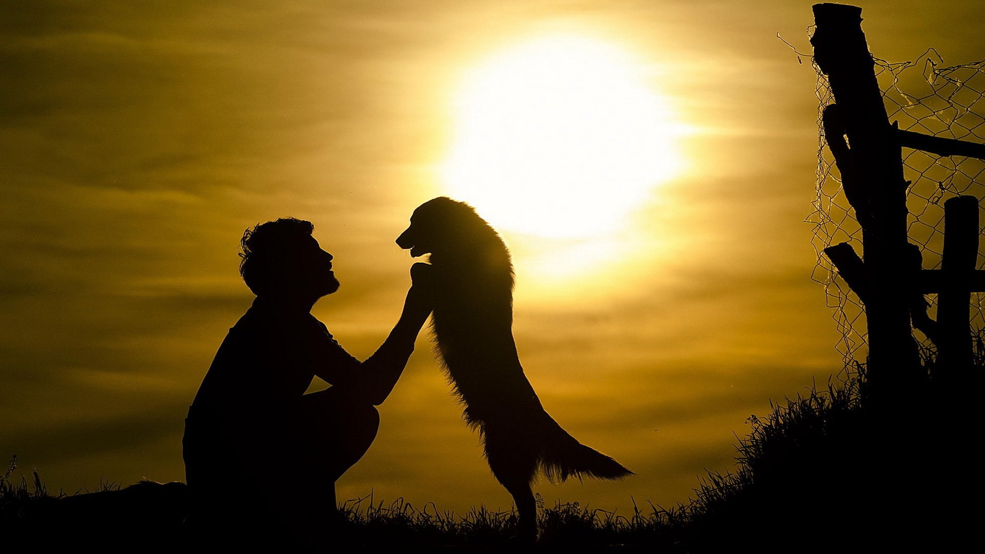 hombre perro amigo sol fuerza