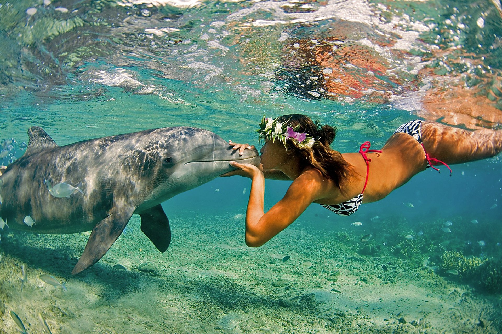 delfín chica océano mar naturaleza verano beso amistad pareja